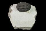 Austerops Trilobite - Nice Eye Facets #137539-1